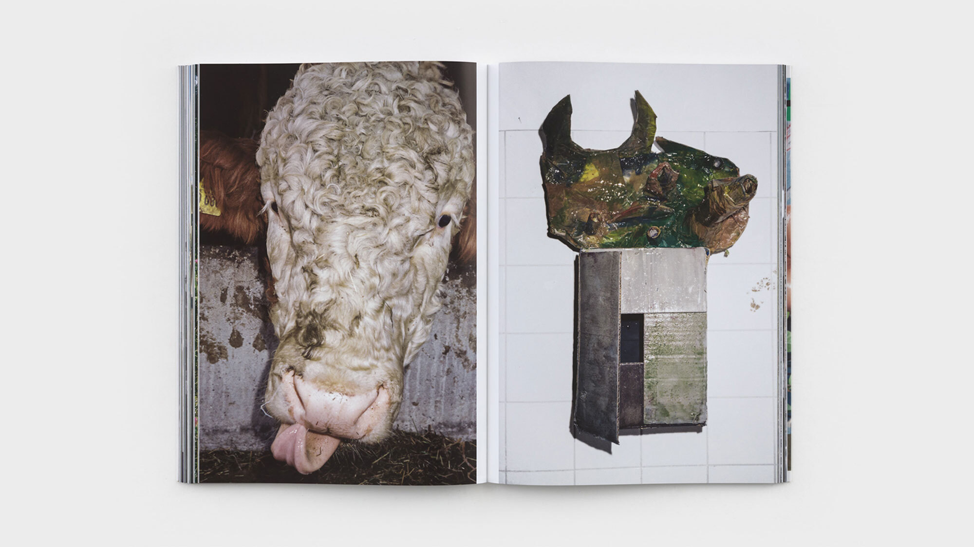 Another full-bleed image pair. On the left is a photograph of a white cow in the midst of licking something. Its eyes are black and its face ornamented with curls of white fur. On the right is one of Machteld's wall-mounted boxes, with its left fold agape just so.